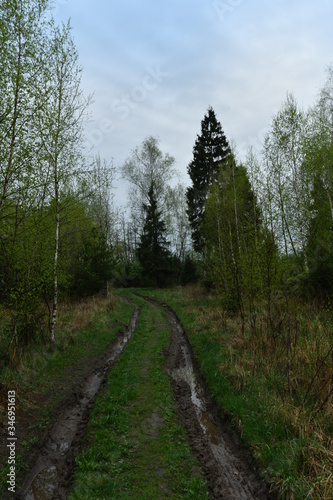 Forest road after rain