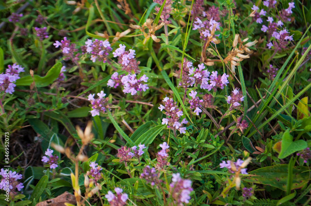 Meadow violet and purple flowers of thyme in the summer field. Green background. Nature landscape Meadow violet and purple flowers of thyme in the summer field. Green background. Nature landscape