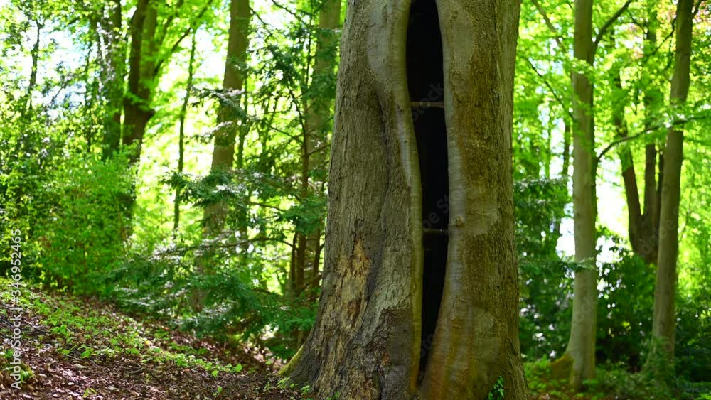 a man goes to an old tree and looks at himself while walking around and is fascinated by the nature around him a man goes to an old tree and looks at himself while walking around and is fascinated by the nature around him
