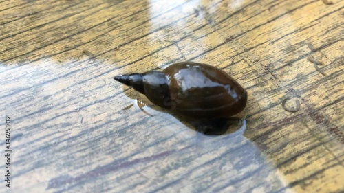 Portrait einer Spitzschlammschnecke (Lymnea stagnalis). Diese Wasserschnecken sind Lungenatmer und weiden die Wasserfläche von unten her ab. photo