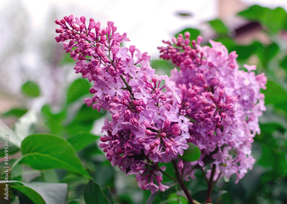 Obraz premium flowering branch of lilac with green leaves in the garden on a warm spring day
