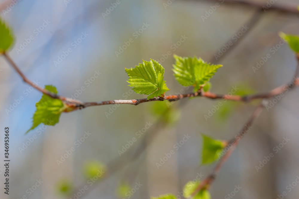 the trunk of the tree from below, the blossoming leaves on the branch the trunk of the tree from below, the blossoming leaves on the branch