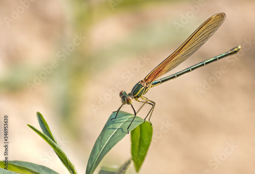 Orange Dragonfly on Plant © francis