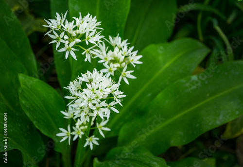 Wild garlic (Allium ursinum) or ramsons white fragrant very small flowers. Buckrams broad-leaved garlic or bear's garlic on green background. Natural concept of spring. Selective close-up focus