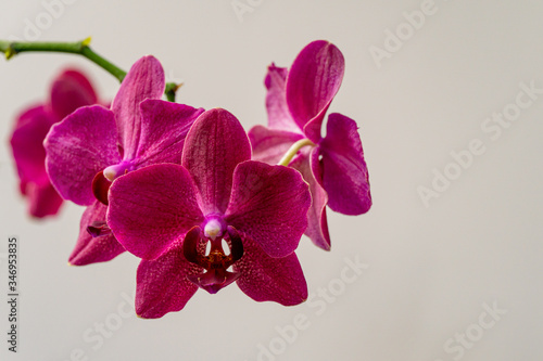 Fototapeta Naklejka Na Ścianę i Meble -  Flowers of rare burgundy-colored, dark magenta phalaenopsis orchid Destiny. Close-up of purple Moth Orchid, Phal against white wall. Selective focus on foreground