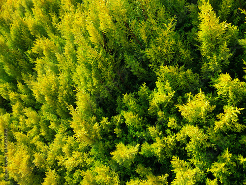 Bright green close up of cypress thuja coniferous tree leaves. Horizontal image