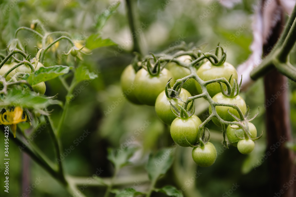 Fresh unripe green tomatoes grow on a branch in a greenhouse. Cherry grade. Fresh unripe green tomatoes grow on a branch in a greenhouse. Cherry grade.