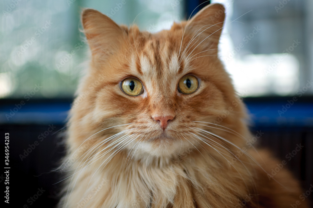 Red young cat is sitting on the floor and looking at the camera on big windows background on the balcony, domestic pets concept