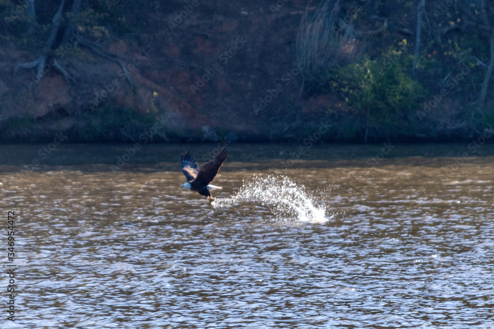 Fototapeta premium Bald Eagle successfully got a fish