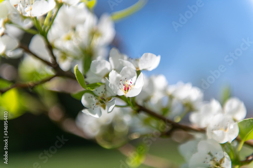 Pear tree blossom