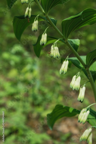 Polygonatum multiflorum (Solomon's seal) fresh green spring flowers. There is a spider on the flower. Copy space. Vertical image.