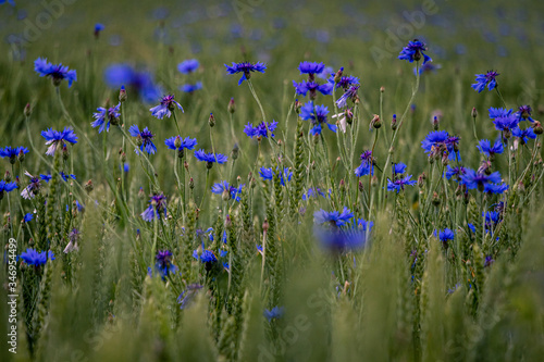 A close up of green corn field with blue cornflowers in summer