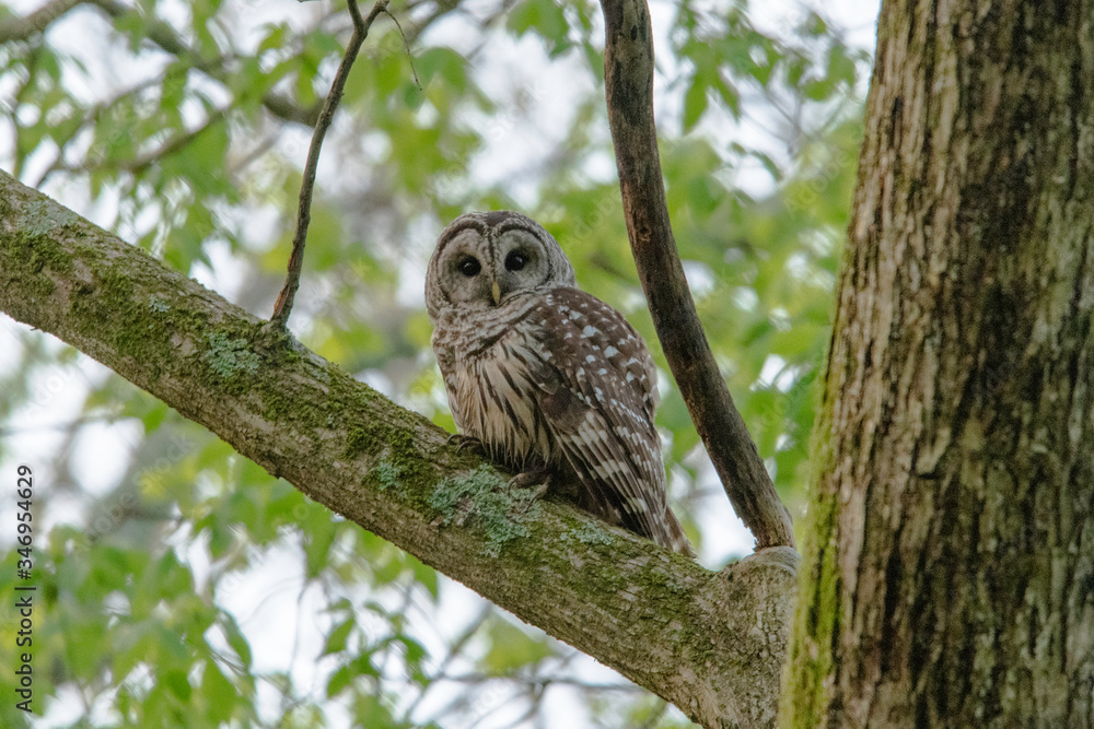 Barred Owl Barred Owl