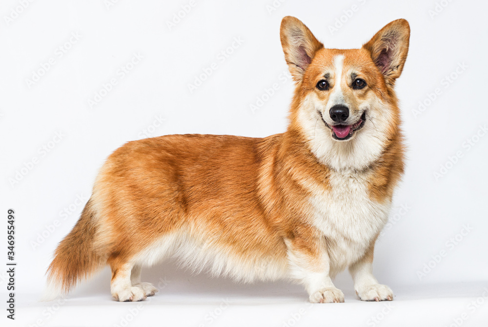 red dog stands on a white background, welsh corgi