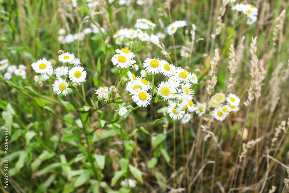 White wildflowers on the field White wildflowers on the field