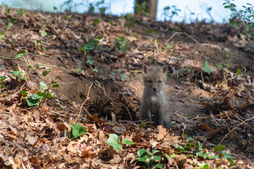 Red Fox Kits near the den...about 4-5 Weeks old photo