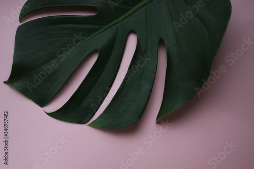 Green leaves on a pink background