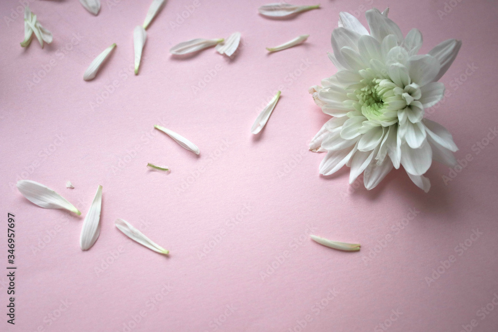 White flowers on a pink background White flowers on a pink background