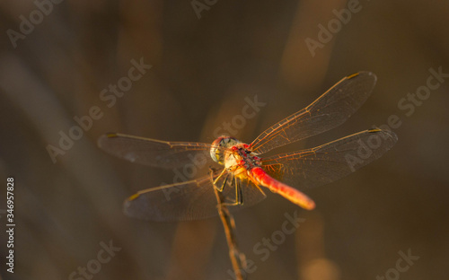Dragonfly at sunset © eden