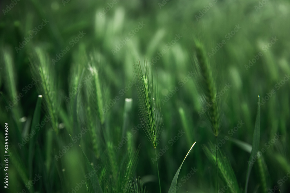ears of green grass in macro photography ears of green grass in macro photography