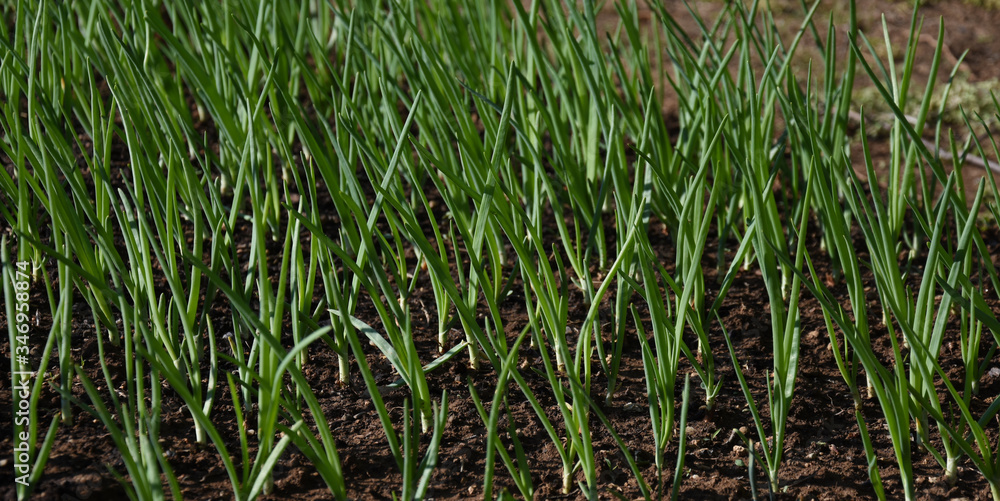Fototapeta premium Growing Spring Onions in the yard