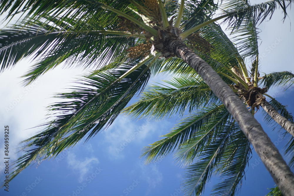 Fototapeta premium palm tree in the wind