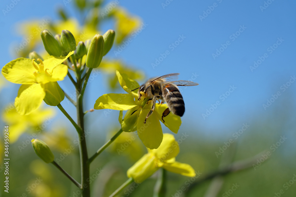 Biene auf gelber Rapsblüte im Mai 2020 in Deutschland - Stockfoto Biene auf gelber Rapsblüte im Mai 2020 in Deutschland - Stockfoto