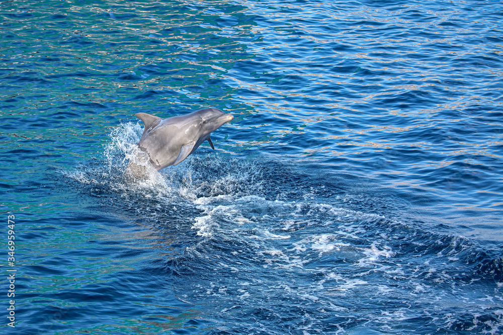 Obraz premium awesome jumping of dolphin out of water