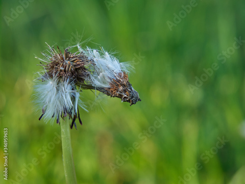 Common dandelion in the meadow at sunny spring day. Close-up photography photo