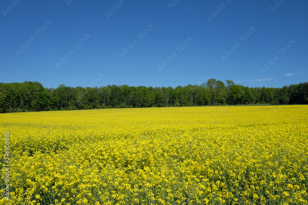 Blühendes Rapsfeld und Baumreihe und blauer Himmel - Stockfoto