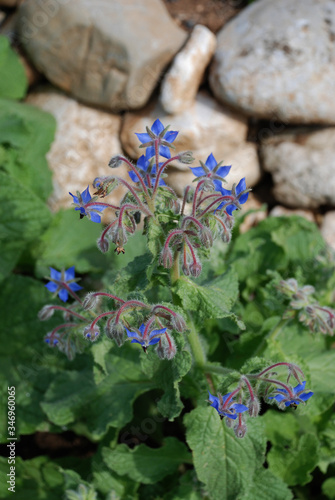 A patch of borage growing in a herb spiral
 photo