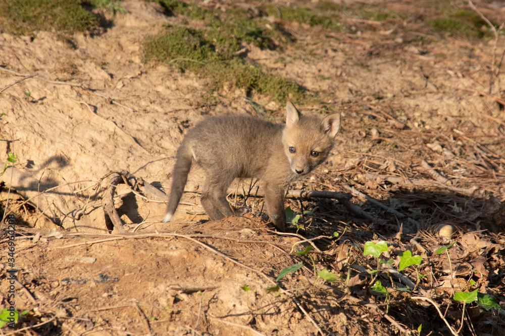 Fototapeta premium Fox Kit near den