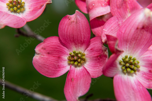 pink dogwood