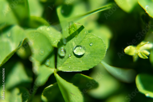 water drop on clover