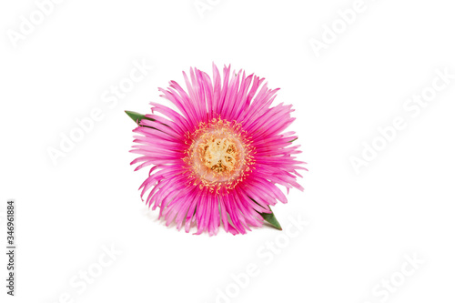 flower isolated on white background. pink blooming sea fig flower. Carpobrotus chilensis is ground creeping plant with succulent leaves in the family Aizoaceae. Purple blossoms with yellow center.