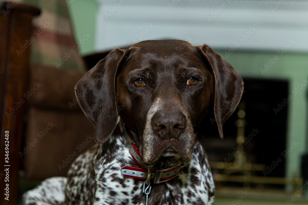 German Shorthair Pointer German Shorthair Pointer