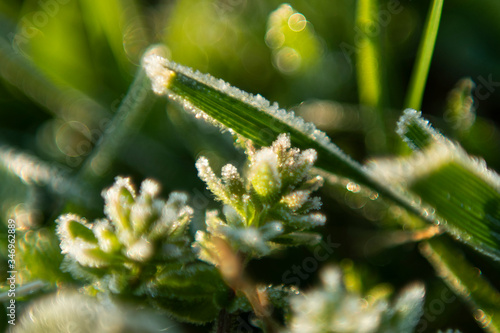 Frost on grass