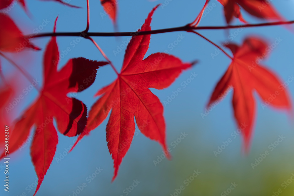 Japanese Red Maple Japanese Red Maple