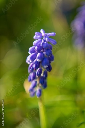 Grape Hyacinth