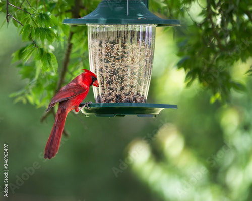 Cardinal at a feeder in a springtime backyard