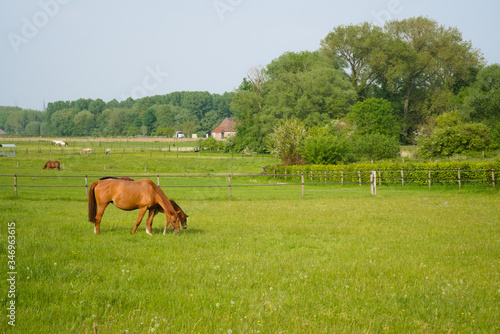 A beautiful brown mare horse with her foal on a field © LDC