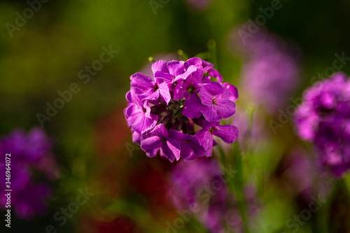 Rose Vervian flower or Glandularia canadensis