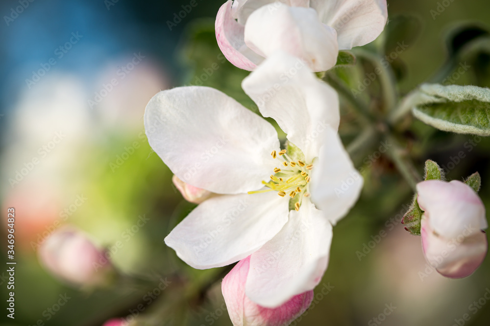 Obraz premium Apple flower in a spring garden