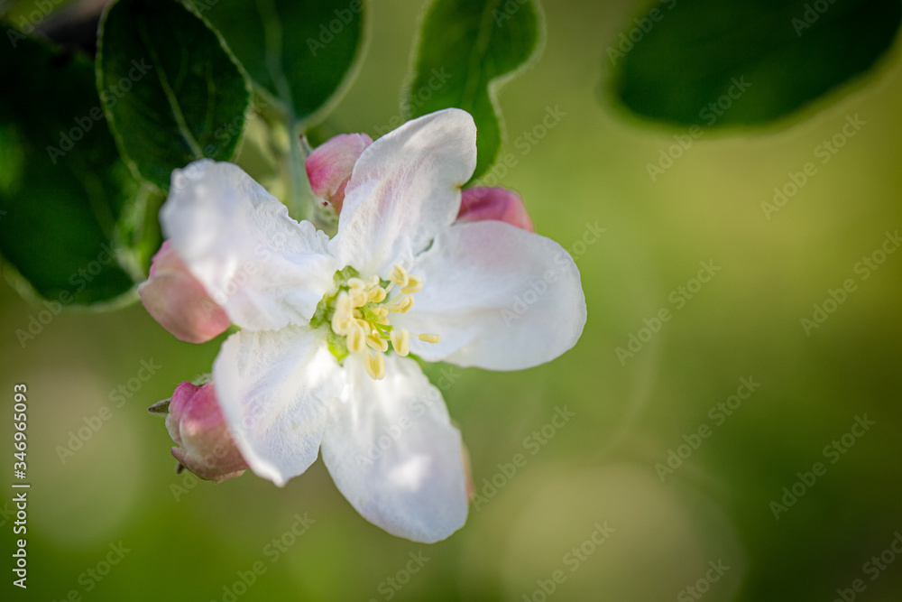 Obraz premium Apple flower in a spring garden