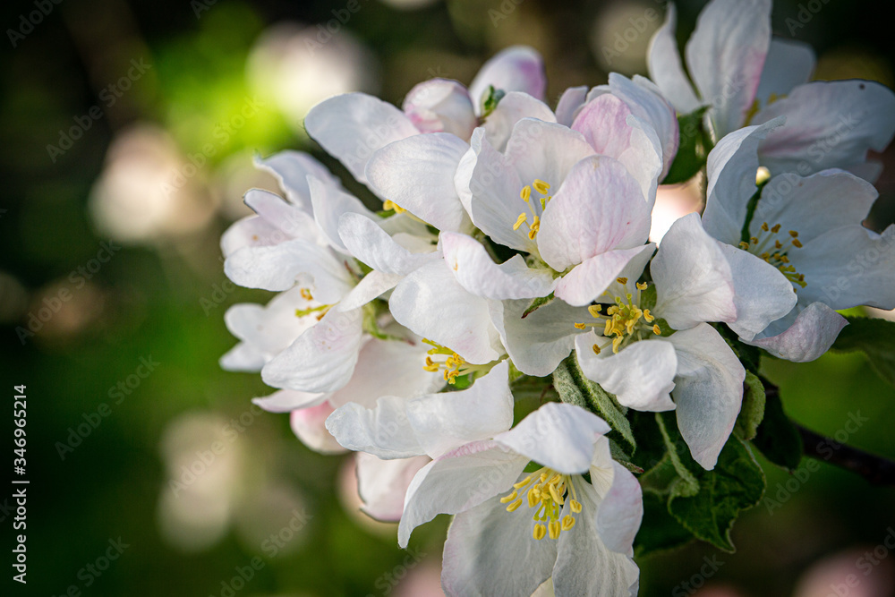 Obraz premium Apple flower in a spring garden