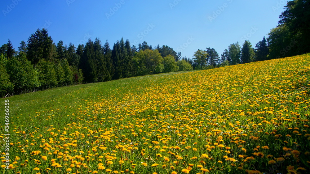 herrliche Wiese mit gelbem Löwenzahn im Frühling  am Waldrand im Schwarzwald unter blauem Himmel