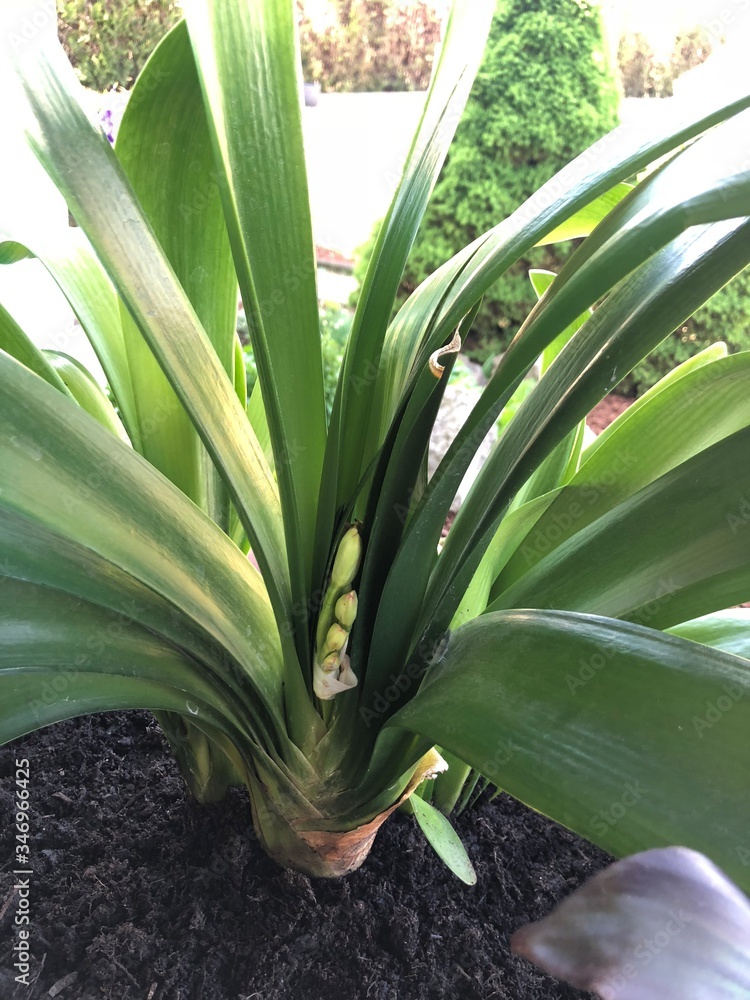 Obraz premium aloe vera plant