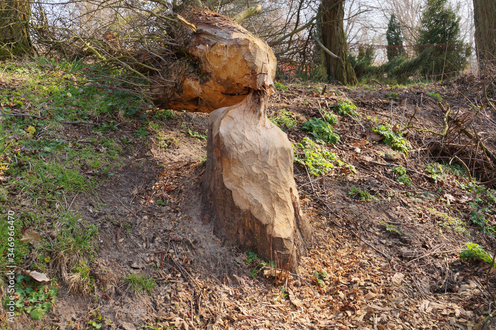 A fallen tree. The effect of the beaver family on the river bank. A fallen tree. The effect of the beaver family on the river bank.