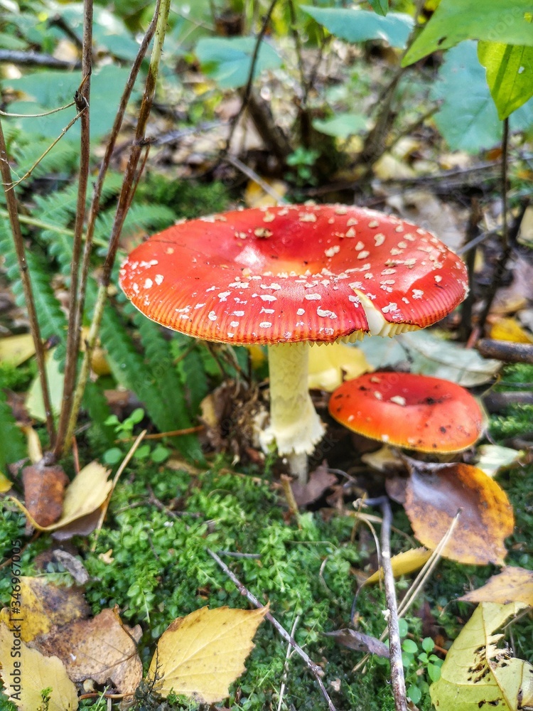 Red fly agaric. Toxic mushroom. Amanita muscaria. Red fly agaric. Toxic mushroom. Amanita muscaria.
