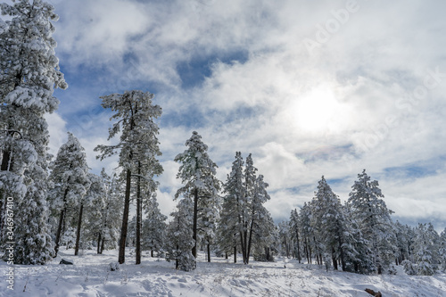 Lots of Snow on trees in winter  Arizona United States